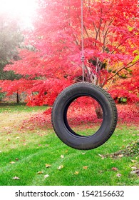 Colorful Bright Red And Orange Japanese Maple Leaves On Trees (Acer Palmatum) And Scattered On The Grass On An Autumn Day With A Child’s Tire Swing In A Suburban Backyard. Fall Background.