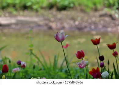 Colorful Bright Tulip Blooms In Late Spring