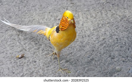 Colorful Bright Yellow Golden Pheasant On The Sand