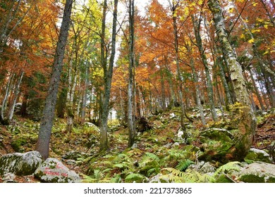 Colorful broadleaf, deciduous forest in yellow, orange and red autumn colores with beech and sycamore maple trees with ferns and rocks covering the ground