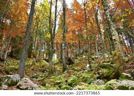 Colorful broadleaf, deciduous forest in yellow, orange and red autumn colores with beech and sycamore maple trees with ferns and rocks covering the ground 商業照片 © 