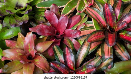 Colorful Bromeliad Plants 