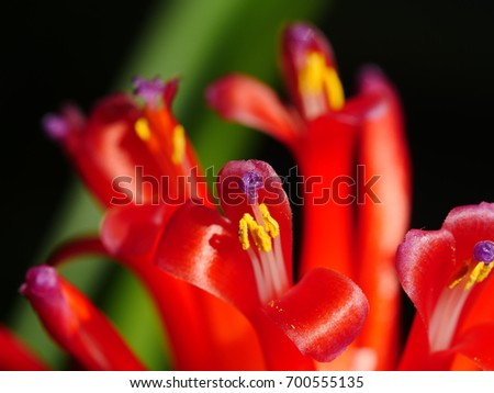 Colorful bromeliad red flower close up.