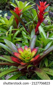 Colorful Bromeliad In The Tropical Rainforest Of Costa Rica