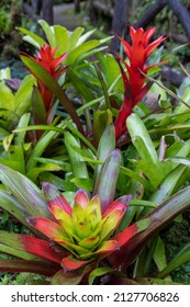 Colorful Bromeliad In The Tropical Rainforest Of Costa Rica