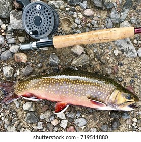 brook trout fishing rod