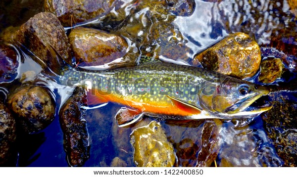 Colorful Brook Trout On Stream River Stock Photo (Edit Now) 1422400850