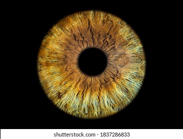 Colorful Brown Green Iris Eye