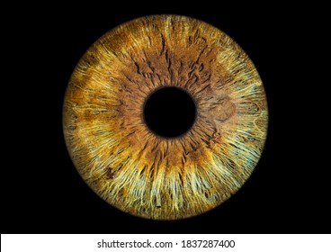 Colorful Brown Green Iris Eye