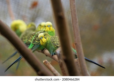 colorful budgies sit on the branch
