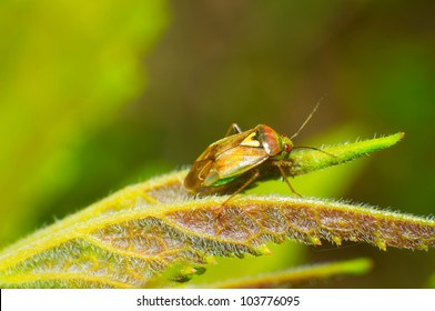 Colorful Bugs Leaves Closeups Stock Photo 103776095 | Shutterstock