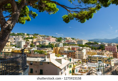 Colorful buildings on hill in city district of Genoa Genova and Ligurian Appennines mountain range with blue clear sky background and tree foreground, view from Belvedere Castelletto, Liguria, Italy