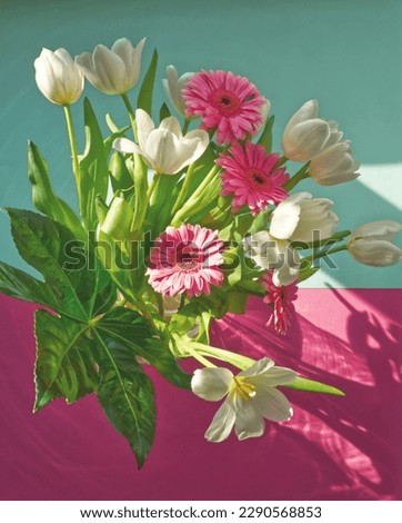 Colorful bunch of spring flowers. White tulips and pink gerbera flowers with green leaves. Pink and white bouquet on pink mint background. Daisy and tulip contrasting flower. Sunshine, sunbeams back