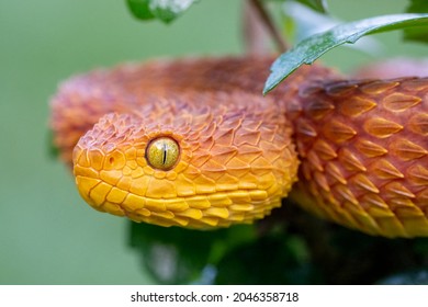 Colorful Bush Viper Snake (Atheris Squamigera) In Rainforest