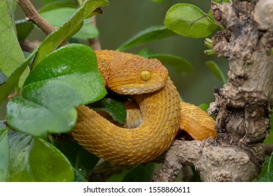 Colorful Bush Viper Snake In Tree