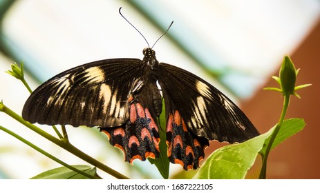 Colorful Butterfly In Bannerghatta National Park