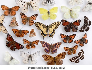 A Colorful Butterfly Collection 