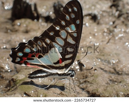 colorful butterfly flapping wings on the mud