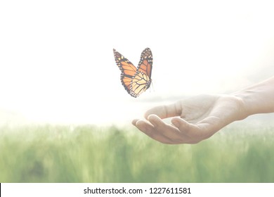 colorful butterfly leans confident on a woman's hands - Shutterstock ID 1227611581