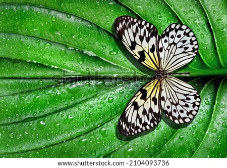Colorful  butterfly on green leaf in water drops after rain. Rice paper butterfly. Large tree nymph. White nymph butterfly.