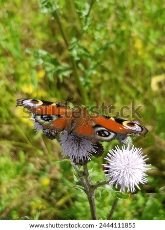Colorful Butterfly on white thistles