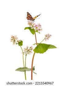 Colorful Butterfly Sits On Buckwheat Flower Isolated On White