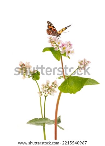 colorful butterfly sits on buckwheat flower isolated on white