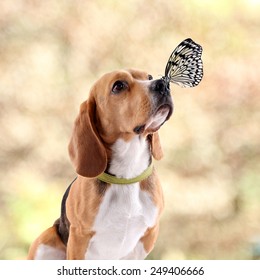 Colorful butterfly sitting on dog's nose on autumn background