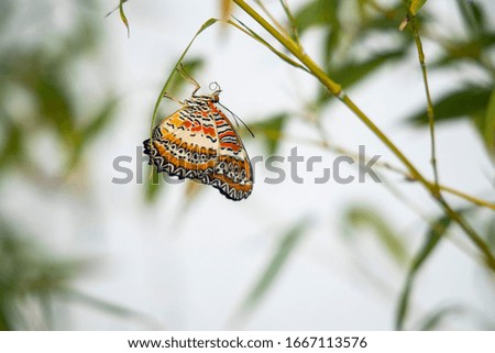 
colorful butterfly standing on a plant leaf
