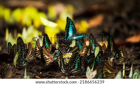 Colorful butterfly swarms feed on mineral lick in the tropical forest during the rainy season. Pang Sida National Park, Thailand. Close-up. Selective focus.