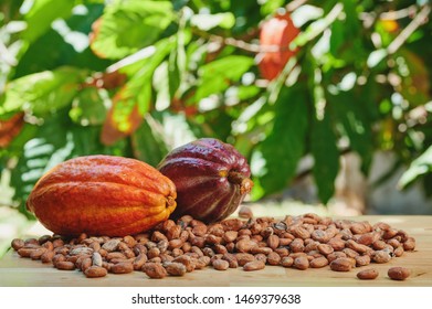 Colorful cacao pods on table on bright sunny background