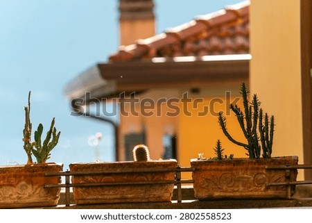 Colorful cacti in rustic pots basking in sunlight against a warm backdrop.