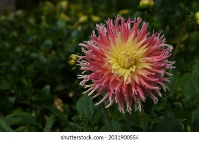 A Colorful Cactus Dahlia The National Symbol Of Mexico And Symbolic Of Inner Strength And Creativity