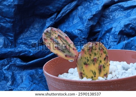 colorful cactus waving hello while being in a pot