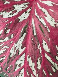 Colorful Caladium Leaves Pattern,use For Your Advertising.