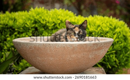 A colorful Calico cat in a brown ceramic bowl in a garden