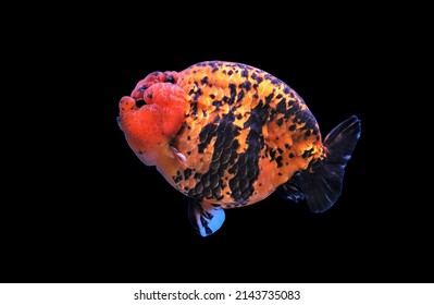 Colorful of Calico goldfish on isolated black background. Lionhead goldfish, Carassius auratus is one of the most popular ornamental fish.