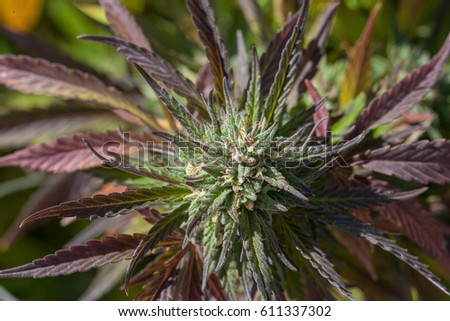 colorful cannabis flower growing