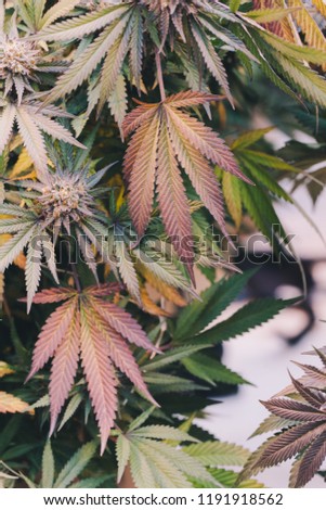 colorful cannabis flowers commercial