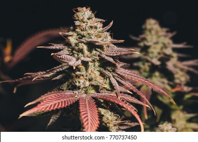 Colorful Cannabis Grow