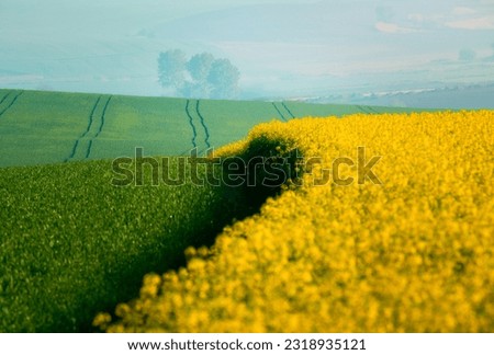 Huge yellow-flowering wild fennel plants, behind them a green grain field shortly after sowing.