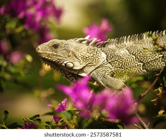 A colorful Caribbean iguana rests beneath pink blossoms at Avila Beach in Curacao, embodying the beauty of tropical nature in this paradise setting.