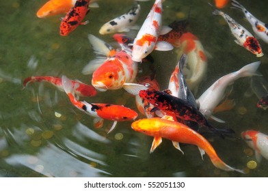 104 Coin fish mouth Images, Stock Photos & Vectors | Shutterstock