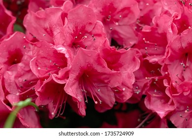 Colorful Catawba Rhododendron Flowers In Spring