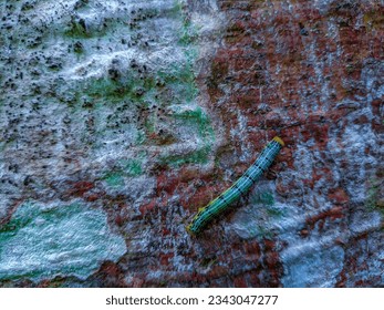 Colorful caterpillars crawl along textured tree bark. Macro (close-up). - Powered by Shutterstock