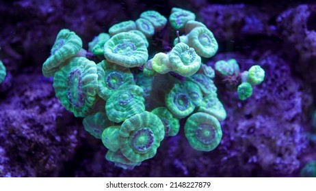 colorful caulastrea curvata LPS coral