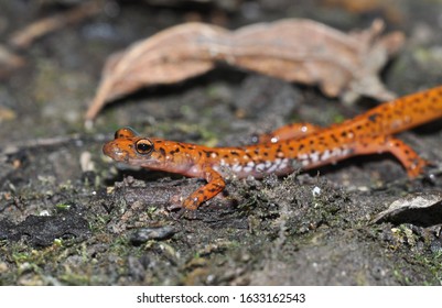 Colorful Cave Salamander Macro Portrait