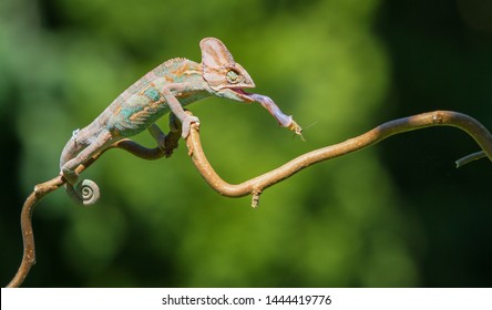 Colorful Chameleon Cachting a Cricket