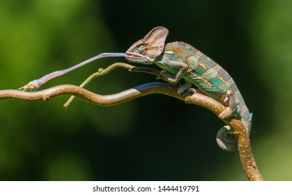 Colorful Chameleon Cachting a Cricket