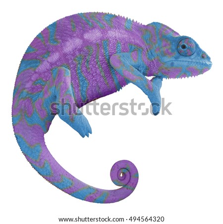 Colorful Chameleon Isolated